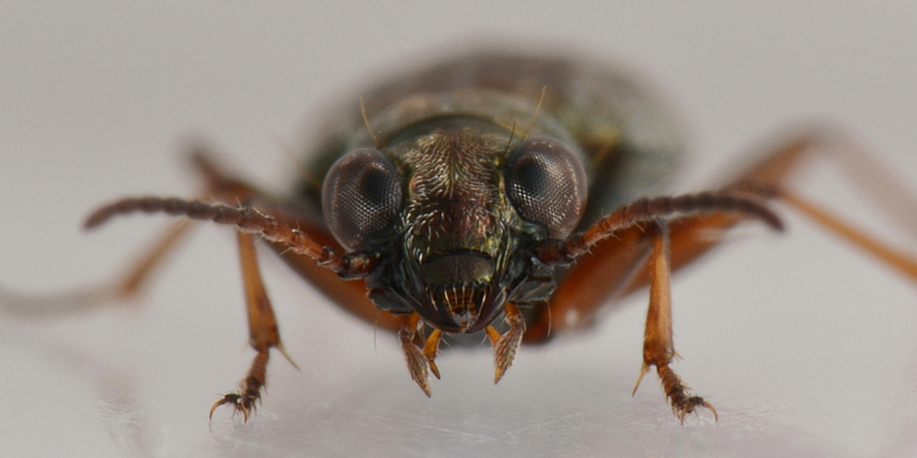 Carabidae: Asaphidion pallipes? S.